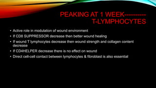 PEAKING AT 1 WEEK----------
T-LYMPHOCYTES
• Active role in modulation of wound environment
• If CD8 SUPPRESSOR decrease then better wound healing
• If wound T lymphocytes decrease then wound strength and collagen content
decrease
• If CD4HELPER decrease there is no effect on wound
• Direct cell-cell contact between lymphocytes & fibroblast is also essential
 