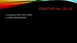 ENDOTHELIAL CELLS
• Activated by TNF-a TGF b VEGF
• CAUSE ANGIOGENESIS
 