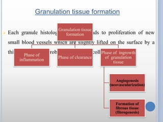 Angiogenesis
 necessary to sustain newly formed granulation tissue
 proliferation of endothelial cells from the margins ...