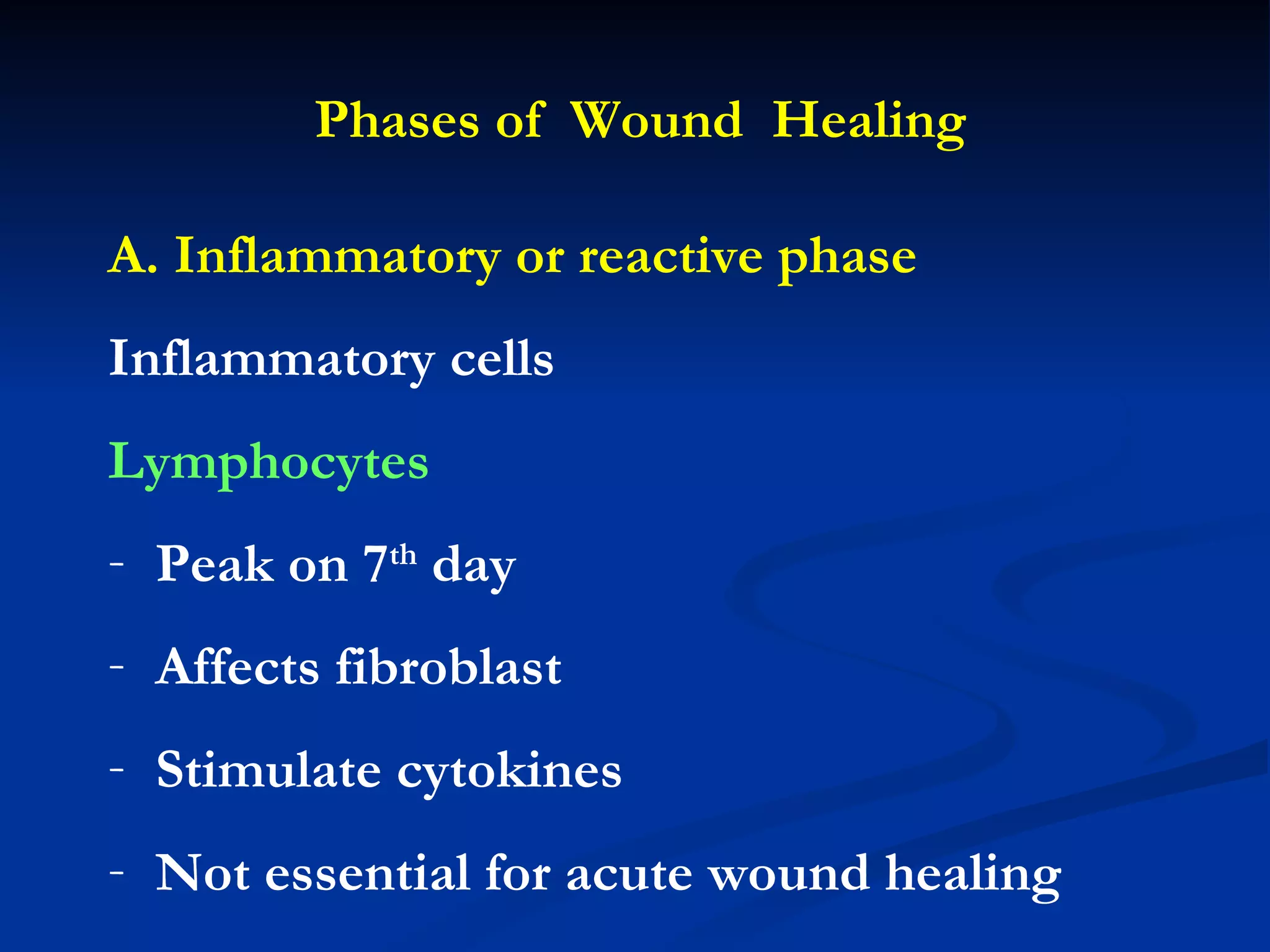 Phases of  Wound  Healing A. Inflammatory or reactive phase Inflammatory cells Lymphocytes Peak on 7 th  day Affects fibroblast Stimulate cytokines Not essential for acute wound healing 