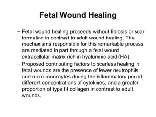 Fetal Wound Healing
– Fetal wound healing proceeds without fibrosis or scar
formation in contrast to adult wound healing. The
mechanisms responsible for this remarkable process
are mediated in part through a fetal wound
extracellular matrix rich in hyaluronic acid (HA).
– Proposed contributing factors to scarless healing in
fetal wounds are the presence of fewer neutrophils
and more monocytes during the inflammatory period,
different concentrations of cytokines, and a greater
proportion of type III collagen in contrast to adult
wounds.
 
