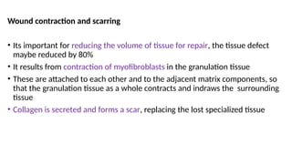 Comprehensive Overview of Wound Healing and Fracture Repair Mechanisms ...