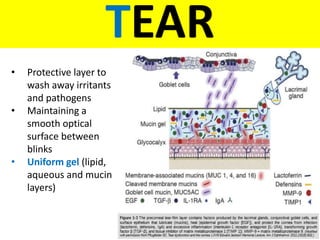 Wound healing of cornea | PPTX
