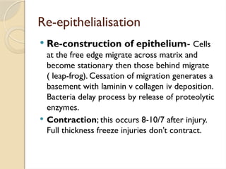 Wound healing ppt Olwa. Pathology pathogenesis | PPTX