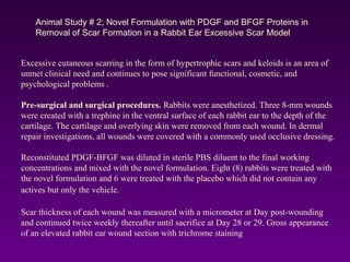 Animal Study # 2; Novel Formulation with PDGF and BFGF Proteins in
Removal of Scar Formation in a Rabbit Ear Excessive Scar Model
Excessive cutaneous scarring in the form of hypertrophic scars and keloids is an area of
unmet clinical need and continues to pose significant functional, cosmetic, and
psychological problems .
Pre-surgical and surgical procedures. Rabbits were anesthetized. Three 8-mm wounds
were created with a trephine in the ventral surface of each rabbit ear to the depth of the
cartilage. The cartilage and overlying skin were removed from each wound. In dermal
repair investigations, all wounds were covered with a commonly used occlusive dressing.
Reconstituted PDGF-BFGF was diluted in sterile PBS diluent to the final working
concentrations and mixed with the novel formulation. Eight (8) rabbits were treated with
the novel formulation and 6 were treated with the placebo which did not contain any
actives but only the vehicle.
Scar thickness of each wound was measured with a micrometer at Day post-wounding
and continued twice weekly thereafter until sacrifice at Day 28 or 29. Gross appearance
of an elevated rabbit ear wound section with trichrome staining
 