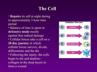 The Cell
• Repairs its self at night during
in approximately 3 hour time
period
• Balance of time is spent in
defensive mode mostly
against free radical damage
• Cellular forces take a cell on a
28 day journey in which
cellular forces survive, divide,
differentiate and the die
• Following the injury, the cells
begin to die and depletes
collagen in the deep layers to
form a wound
 
