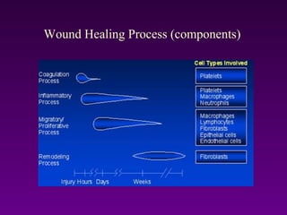 Wound Healing Process (components)
 