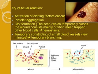 1ry vascular reaction:

 Activation of clotting factors cascade.
 Platelet aggregation
 Clot formation (The scab) which temporarily closes
  the wound consists mainly of fibrin mesh trapped
  other blood cells hemostasis.
 Temporary constricting of small blood vessels (few
  minutes) temporary blanching.
 