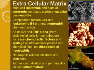 Extra Cellular Matrix
   Mast cell Histamine and platelet
    serotonin increases capillary vascular
    permeability
   Complement factors C5a and
    leukotreine B4 promote neutrophil
    chemoattraction
   As do IL1 and TNF alpha (from
    endothelial cells & macrophages)
    Increase chemotactic factors and
    spillage of intravascular plasma into
    interstitial fluid aid diapedesis of
    neutrophils
   Neutrophils release elastase and
    proteases,
     further vasc. dilation and permeability
    causes inflammation:
 