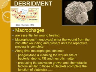DEBRIDMENT



 Macrophages
   are essential for wound healing.
   Macrophages (monocytes) enter the wound from the
    2nd after wounding and present until the reparative
    process is complete.
   Along time macrophages continue
    ◦ phagocytose & cleaning the wound site of
      bacteria, debris, F.B and necrotic matter.
    ◦ producing the activation growth and chemotactic
      factors similar to those of platelets (complete the
      function of platelets)…...
 