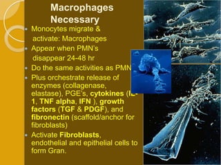 Macrophages
        Necessary
 Monocytes migrate &
   activate: Macrophages
 Appear when PMN’s
   disappear 24-48 hr
 Do the same activities as PMN’s
 Plus orchestrate release of
  enzymes (collagenase,
  elastase), PGE’s, cytokines (IL-
  1, TNF alpha, IFN ), growth
  factors (TGF & PDGF), and
  fibronectin (scaffold/anchor for
  fibroblasts)
 Activate Fibroblasts,
  endothelial and epithelial cells to
  form Gran.
 