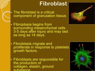 Fibroblast
   The fibroblast is a critical
    component of granulation tissue.

   Fibroplasia begins from
    surrounding mesenchymal cells
    3-5 days after injury and may last
    as long as 14 days.

   Fibroblasts migrate and
    proliferate in response to platelets
    growth factors.

   Fibroblasts are responsible for
    the production of
    collagen, elastin, ground
 