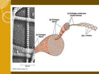 Proline every 3rd amino-
acid and abundant lysine
hydroxylation required for
x-link
Vit C required for normal
hydroxylation
 