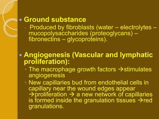    Ground substance
    ◦    Produced by fibroblasts (water – electrolytes –
        mucopolysaccharides (proteoglycans) –
        fibronectins – glycoproteins).

   Angiogenesis (Vascular and lymphatic
    proliferation):
    ◦ The macrophage growth factors stimulates
      angiogenesis
    ◦ New capillaries bud from endothelial cells in
      capillary near the wound edges appear
      proliferation  a new network of capillaries
      is formed inside the granulation tissues red
      granulations.
 