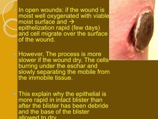    In open wounds: if the wound is
    moist well oxygenated with viable
    moist surface and 
    epithelization rapid (few days)
    and cell migrate over the surface
    of the wound.

   However, The process is more
    slower if the wound dry. The cells
    burring under the eschar and
    slowly separating the mobile from
    the immobile tissue.

   This explain why the epithelial is
    more rapid in intact blister than
    after the blister has been debride
    and the base of the blister
 