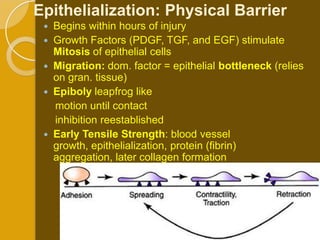 Epithelialization: Physical Barrier
    Begins within hours of injury
    Growth Factors (PDGF, TGF, and EGF) stimulate
     Mitosis of epithelial cells
    Migration: dom. factor = epithelial bottleneck (relies
     on gran. tissue)
    Epiboly leapfrog like
     motion until contact
     inhibition reestablished
    Early Tensile Strength: blood vessel
     growth, epithelialization, protein (fibrin)
     aggregation, later collagen formation
 