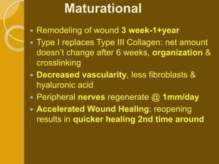 Maturational
   Remodeling of wound 3 week-1+year
   Type I replaces Type III Collagen: net amount
    doesn’t change after 6 weeks, organization &
    crosslinking
   Decreased vascularity, less fibroblasts &
    hyaluronic acid
   Peripheral nerves regenerate @ 1mm/day
   Accelerated Wound Healing: reopening
    results in quicker healing 2nd time around
 