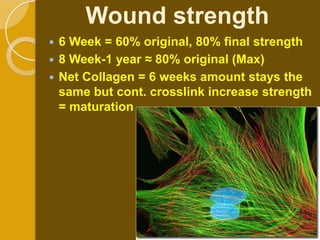 Wound strength
 6 Week = 60% original, 80% final strength
 8 Week-1 year ≈ 80% original (Max)
 Net Collagen = 6 weeks amount stays the
  same but cont. crosslink increase strength
  = maturation
 