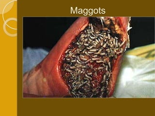 Maggots
 