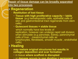 Repair of tissue damage can be broadly separated
into two processes
   Regeneration
    ◦ Restitution of lost tissue
       Tissue with high proliferative capacity = labile
        tissue (e.g hematopoietic cells, epithelial cells of
        skin and gastrointestinal tract regenerate from stem
        cells)
       Quiescent tissues = stable tissue
        which normally have low levels of
        replication, however can undergo rapid cell division
        when stimulate (e.g pancreas, kidney, parenchymal
        cells of liver, ; mesenchymal cells as
        lymphocytes, fibroblasts, smooth muscle , endothelial
        cells)
   Healing
    ◦ may restore original structures but results in
      collagen deposition and scar formation
       in tissue where scaffold is disrupted
 