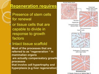Regeneration requires
 Presence of stem cells
  for renewal
 or tissue cells that are
  capable to divide in
  response to growth
  factors
 Intact tissue scaffold
    Most of the processes that are
    referred to as “regeneration “ in
    mammalian organs
     are actually compensatory growth
    processes
    that involve cell hypertrophy and
    hyperplasia (e.g liver regeneration)
 