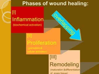 Phases of wound healing:
[I]
Inflammation
(biochemical activation)



           [II]
           Proliferation
            (granulation&
           cellular activation)

                                  [III]
                                  Remodeling
                                  (maturation &differentiation
 