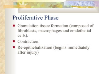 Proliferative Phase <ul><li>Granulation tissue formation (composed of fibroblasts, macrophages and emdothelial cells). </l...
