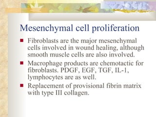 Mesenchymal cell proliferation <ul><li>Fibroblasts are the major mesenchymal cells involved in wound healing, although smo...
