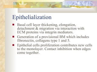 Epithelialization <ul><li>Basal cell layer thickening, elongation, detachment & migration via interaction with ECM protein...