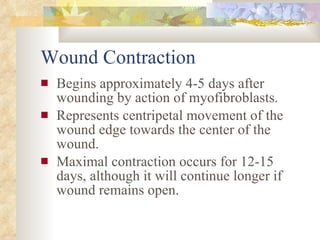 Wound Contraction <ul><li>Begins approximately 4-5 days after wounding by action of myofibroblasts. </li></ul><ul><li>Repr...