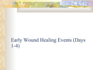 Early Wound Healing Events (Days 1-4) 