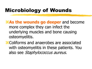 Microbiology of Wounds
As the wounds go deeper and become
more complex they can infect the
underlying muscles and bone causing
osteomyelitis.
Coliforms and anaerobes are associated
with osteomyelitis in these patients. You
also see Staphylococcus aureus.
 