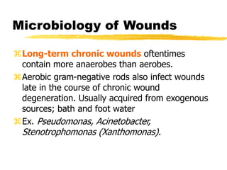 Microbiology of Wounds
Long-term chronic wounds oftentimes
contain more anaerobes than aerobes.
Aerobic gram-negative rods also infect wounds
late in the course of chronic wound
degeneration. Usually acquired from exogenous
sources; bath and foot water
Ex. Pseudomonas, Acinetobacter,
Stenotrophomonas (Xanthomonas).
 