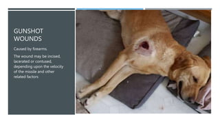 GUNSHOT
WOUNDS
Caused by firearms.
The wound may be incised,
lacerated or contused,
depending upon the velocity
of the missile and other
related factors
 