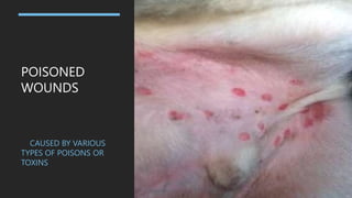 POISONED
WOUNDS
CAUSED BY VARIOUS
TYPES OF POISONS OR
TOXINS
 