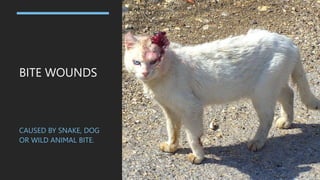 BITE WOUNDS
CAUSED BY SNAKE, DOG
OR WILD ANIMAL BITE.
 