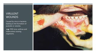 VIRULENT
WOUNDS
Caused by virus or bacteria
leading to the formation of
pustules or vesicles.
e.g. FMD virus, anthrax and
tuberculosis causing
organisms.
 