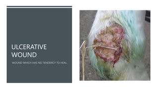 ULCERATIVE
WOUND
 