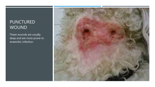PUNCTURED
WOUND
These wounds are usually
deep and are more prone to
anaerobic infection.
 