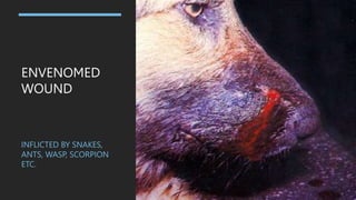 ENVENOMED
WOUND
INFLICTED BY SNAKES,
ANTS, WASP, SCORPION
ETC.
 