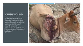 CRUSH WOUND
Is one in which severity of
trauma is maximum and the
status of tissue is completely
distorted. Such types of
wounds are usually
encountered in accidents and
very much prone to necrosis/
gangrene.
 