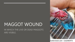 MAGGOT WOUND
 