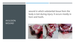 AVULSION
WOUND
wound in which substantial tissue from the
body is lost during injury. It occurs mostly in
horn and hoofs.
 