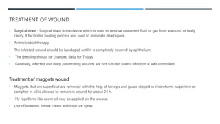 TREATMENT OF WOUND
• Surgical drain : Surgical drain is the device which is used to remove unwanted fluid or gas from a wound or body
cavity. It facilitates healing process and used to eliminate dead space.
• Antimicrobial therapy
• The infected wound should be bandaged until it is completely covered by epithelium.
• The dressing should be changed daily for 7 days.
• Generally, infected and deep penetrating wounds are not sutured unless infection is well controlled.
Treatment of maggots wound
• Maggots that are superficial are removed with the help of forceps and gauze dipped in chloroform, turpentine or
camphor in oil is allowed to remain in wound for about 24 h.
• Fly repellents like neem oil may be applied on the wound.
• Use of loraxene, himax cream and topicure spray.
 
