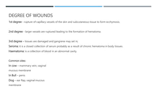 DEGREE OF WOUNDS
1st degree - rupture of capillary vessels of the skin and subcutaneous tissue to form ecchymosis.
2nd degree - larger vessels are ruptured leading to the formation of hematoma.
3rd degree – tissues are damaged and gangrene may set in;
Seroma: it is a closed collection of serum probably as a result of chronic hematoma in body tissues.
Haematoma: is a collection of blood in an abnormal cavity.
Common sites:
In cow – mammary vein, vaginal
mucous membrane
In Bull – penis
Dog – ear flap, vaginal mucous
membrane
 