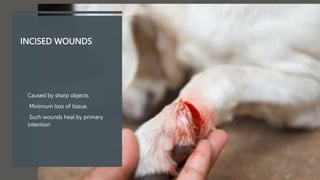 INCISED WOUNDS
- Caused by sharp objects.
- Minimum loss of tissue.
- Such wounds heal by primary
intention
 