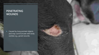PENETRATING
WOUNDS
 Caused by long pointed objects
and may communicate with body
cavities e.g., gored wounds.
 