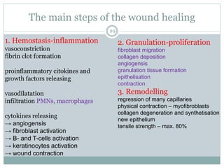 The main steps of the wound healing
1. Hemostasis-inflammation
vasoconstriction
fibrin clot formation
proinflammatory citokines and
growth factors releasing
vasodilatation
infiltration PMNs, macrophages
cytokines releasing
→ angiogensis
→ fibroblast activation
→ B- and T-cells activation
→ keratinocytes activation
→ wound contraction
29
2. Granulation-proliferation
fibroblast migration
collagen deposition
angiogensis
granulation tissue formation
epithelisation
contraction
3. Remodelling
regression of many capillaries
physical contraction – myofibroblasts
collagen degeneration and synthetisation
new epithelium
tensile strength – max. 80%
 