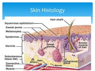 Skin Histology
 