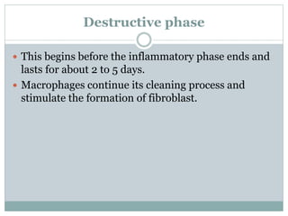Destructive phase
 This begins before the inflammatory phase ends and
lasts for about 2 to 5 days.
 Macrophages continue its cleaning process and
stimulate the formation of fibroblast.
 